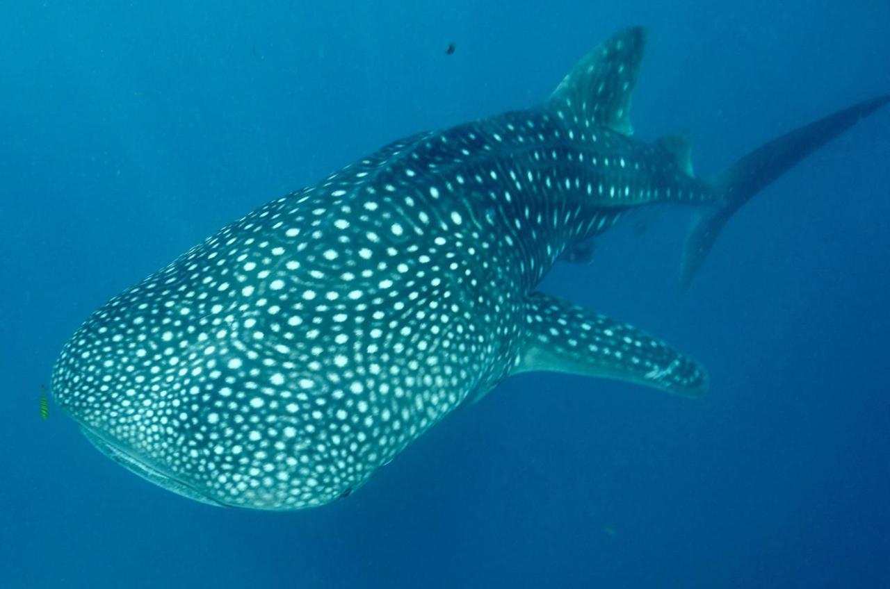 Kilindoni Afro Whale Shark Safari B&B 외부 사진
